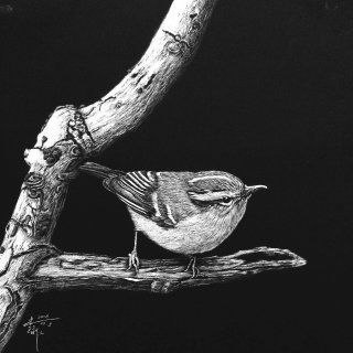 カロライナミソサザイ鳥のイラスト