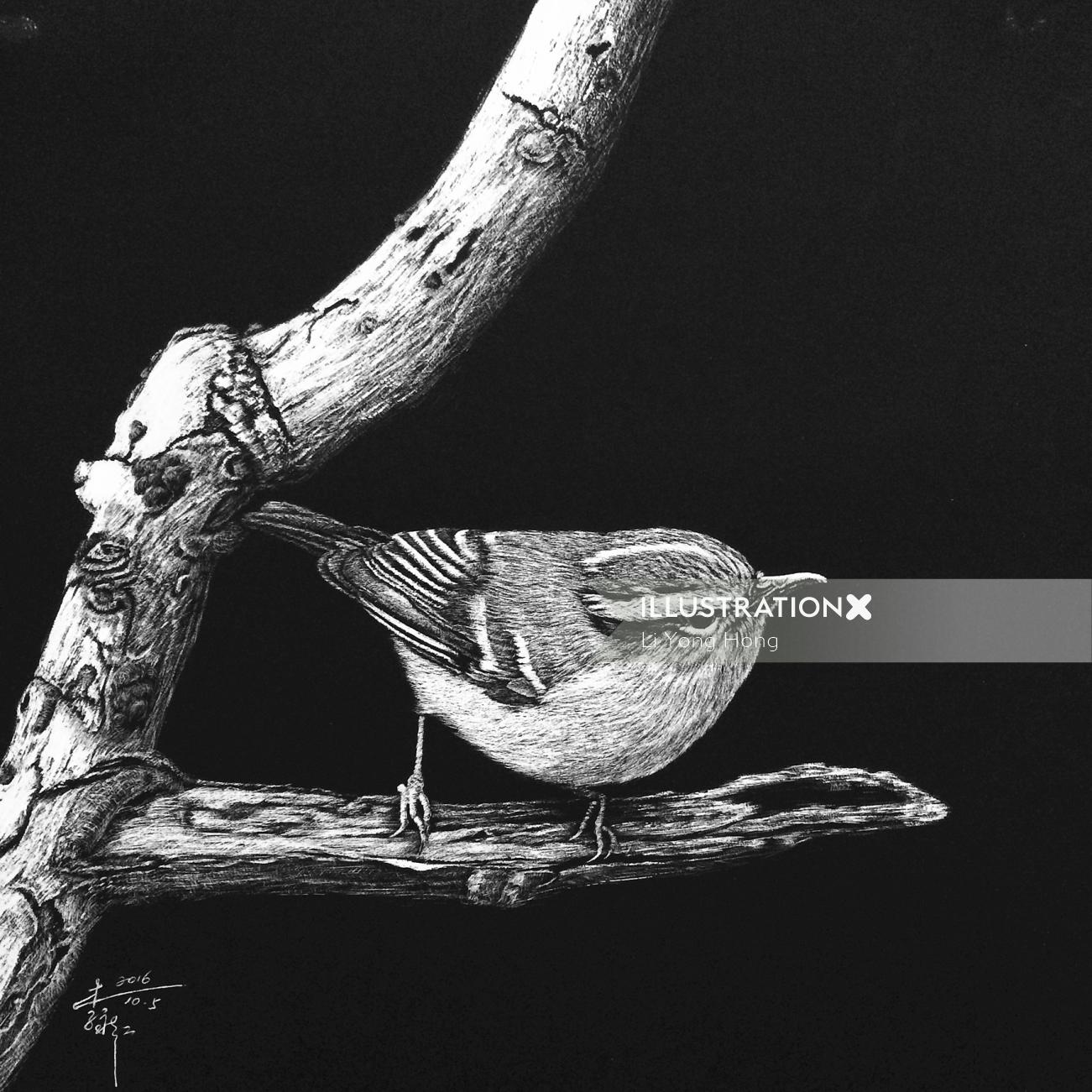 Carolina wren bird illustration