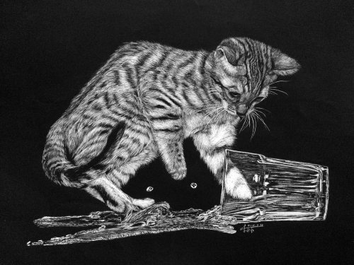Domestic short-haired cat animal illustration 