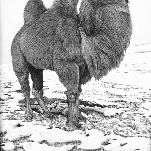 Bactrian camel animal illustration 