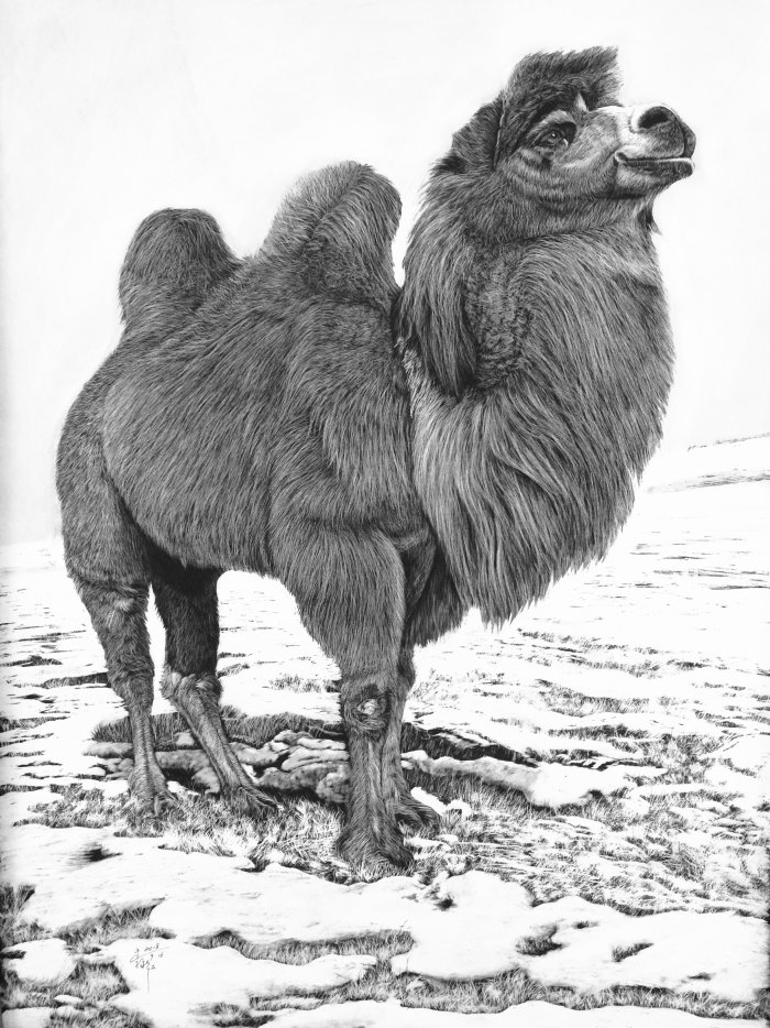 Bactrian camel animal illustration 