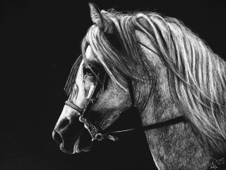 馬の肖像画のイラスト