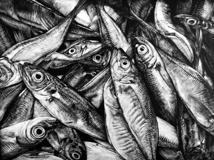 Ilustración animal de pescado anchoa