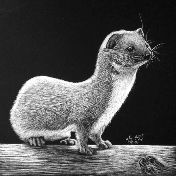 最小的鼬鼠动物插图