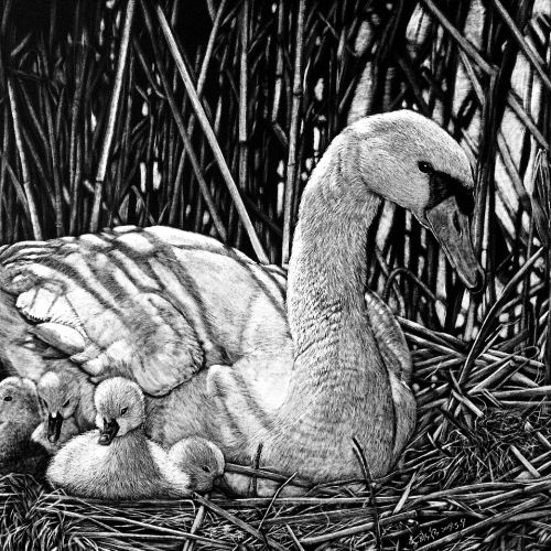 Animal illustration of Mother Duck With Babies