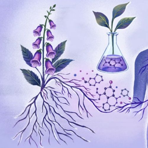 Botanical human connection illustration by Li Zhang with roots, flowers, and glowing heart