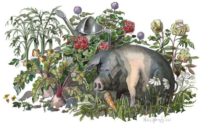 A Saddleback pig drawn in watercolor