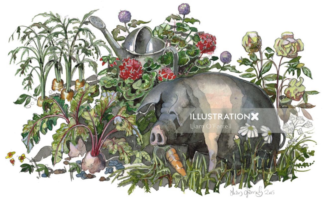 A Saddleback pig drawn in watercolor