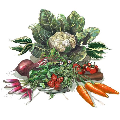 Selection of vegetables in watercolor