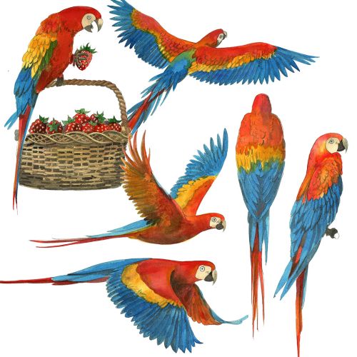 A watercolour painting of Macaws