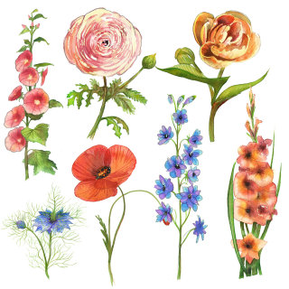 リアム・オファレルによる花のイラスト