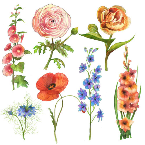 An illustration of a selection of garden flowers