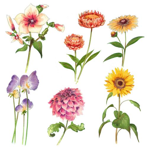 A selection of garden flowers in watercolours
