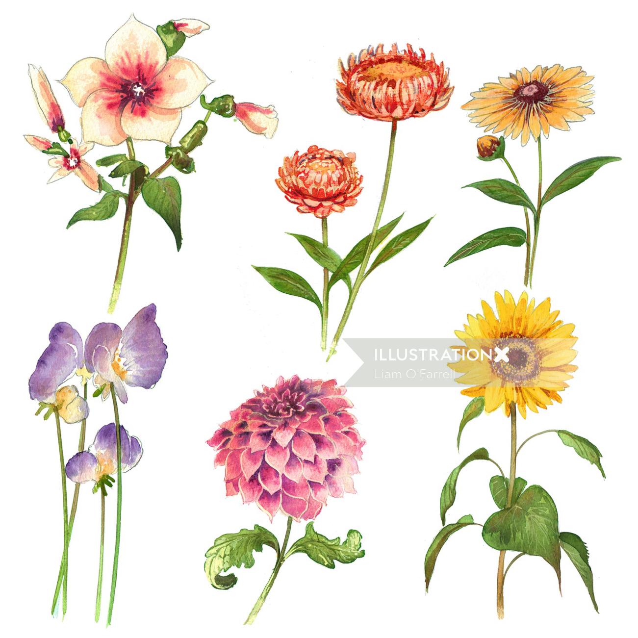 A selection of flowers illustrated by Liam O'Farrell