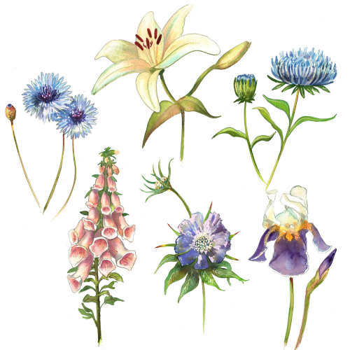 An illustration of a selection of garden flowers