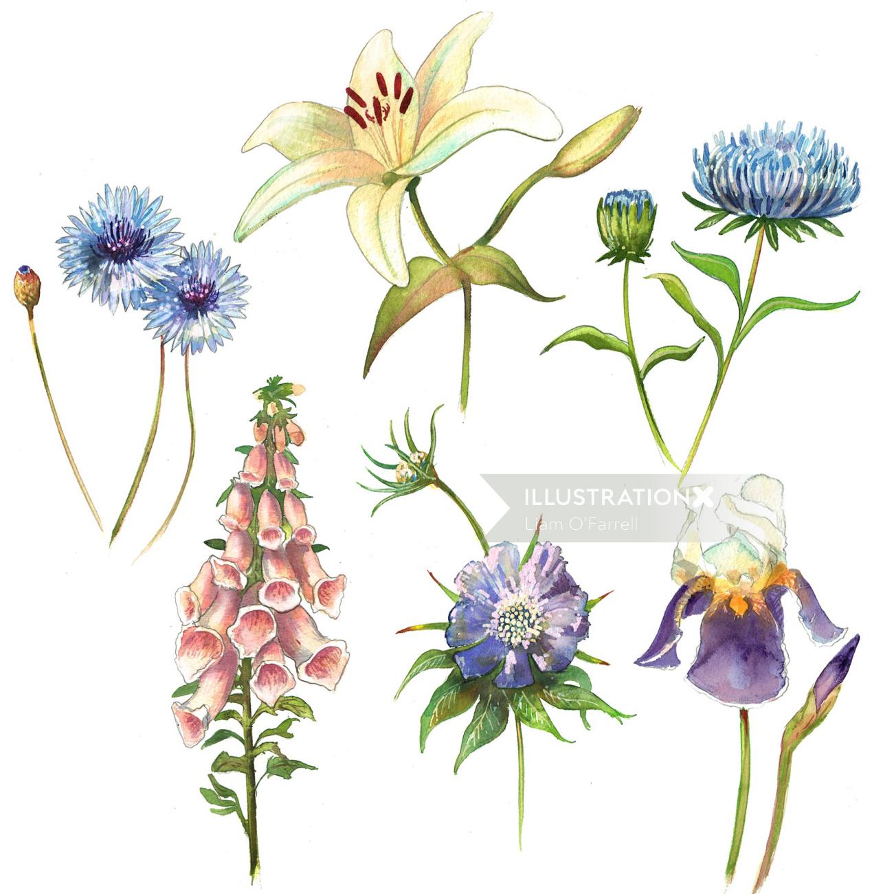 Nature illustration about garden flowers