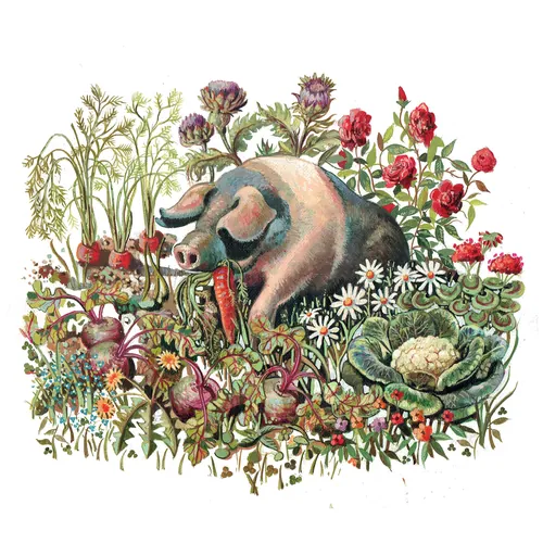 Saddleback pig among garden vegetables and flowers by Liam O'Farrell