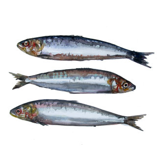 Ilustración de sardinas
