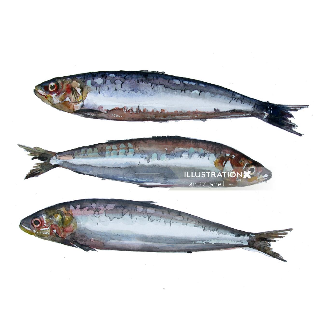 Illustration of Sardines