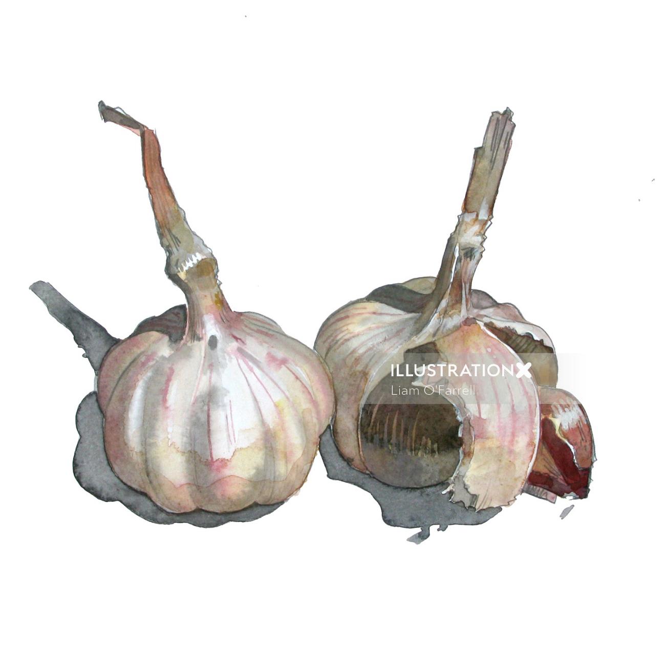 Illustration of Garlic