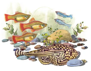 Submarine fishes illustration