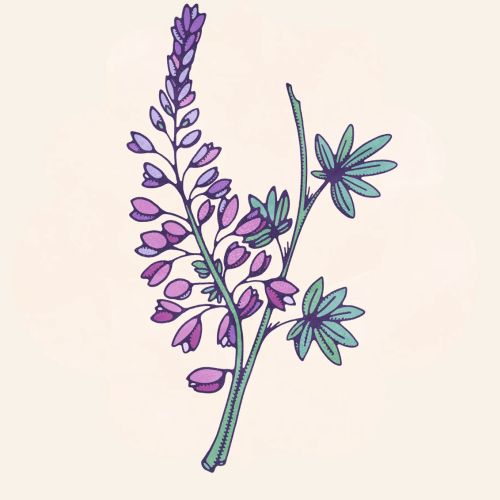 Botanical illustration of purple and pink flowers with green leaves