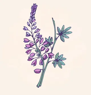 Botanical illustration of purple and pink flowers with green leaves