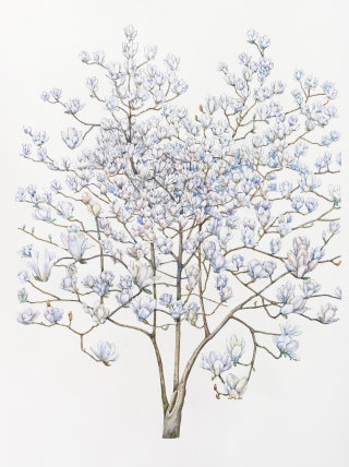 Arte de la acuarela de Magnolia
