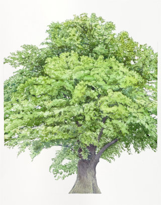 Arte de la acuarela de Quercus Robur
