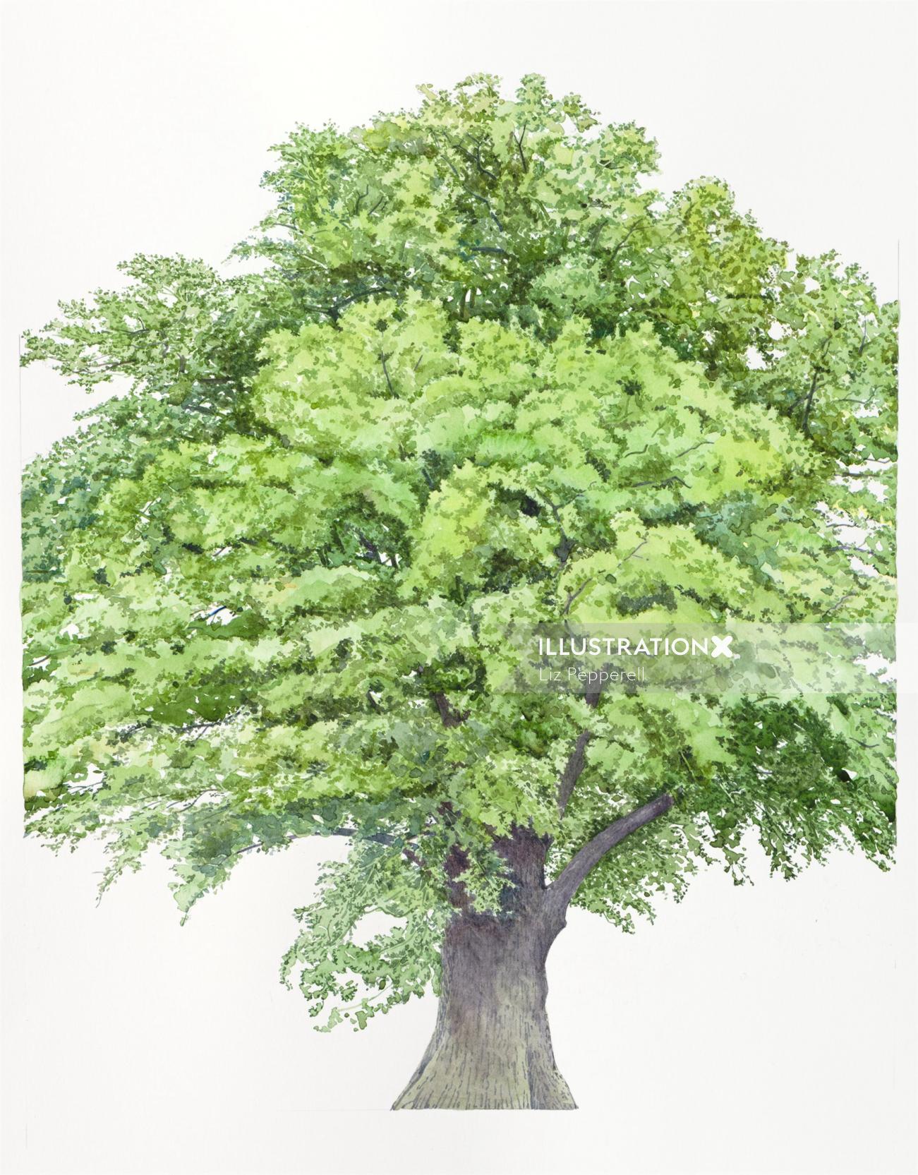 Watercolor art of Quercus Robur
