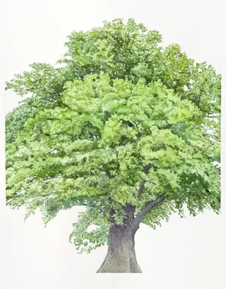 Watercolor art of Quercus Robur
