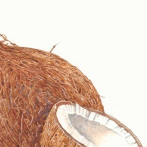 Watercolor painting of fresh coconuts