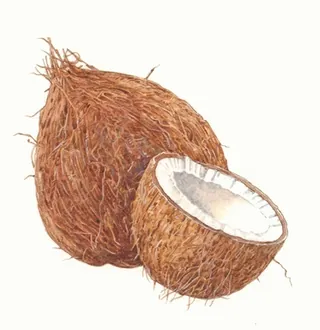 Watercolor painting of fresh coconuts