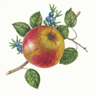 Ilustración de fruta de manzana 