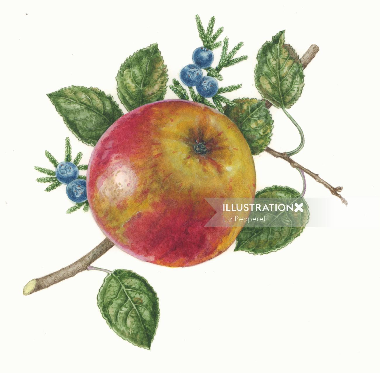 Ilustración de fruta de manzana