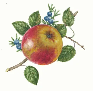 Fruit illustration of apple 