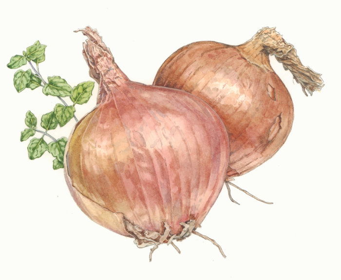 Onions watercolor painting 