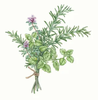 Food illustration of Herb Vegetable 