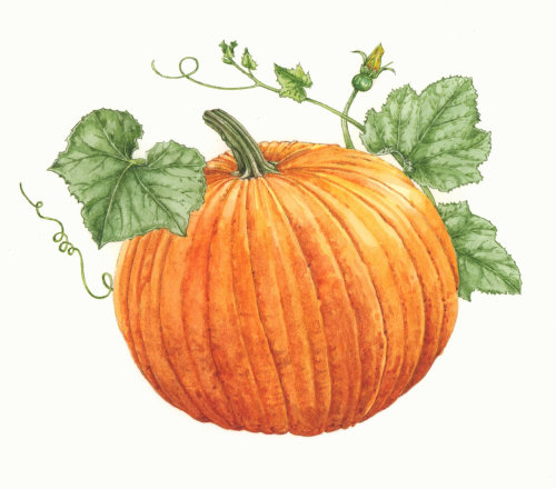 Watercolor painting of Pumpkin