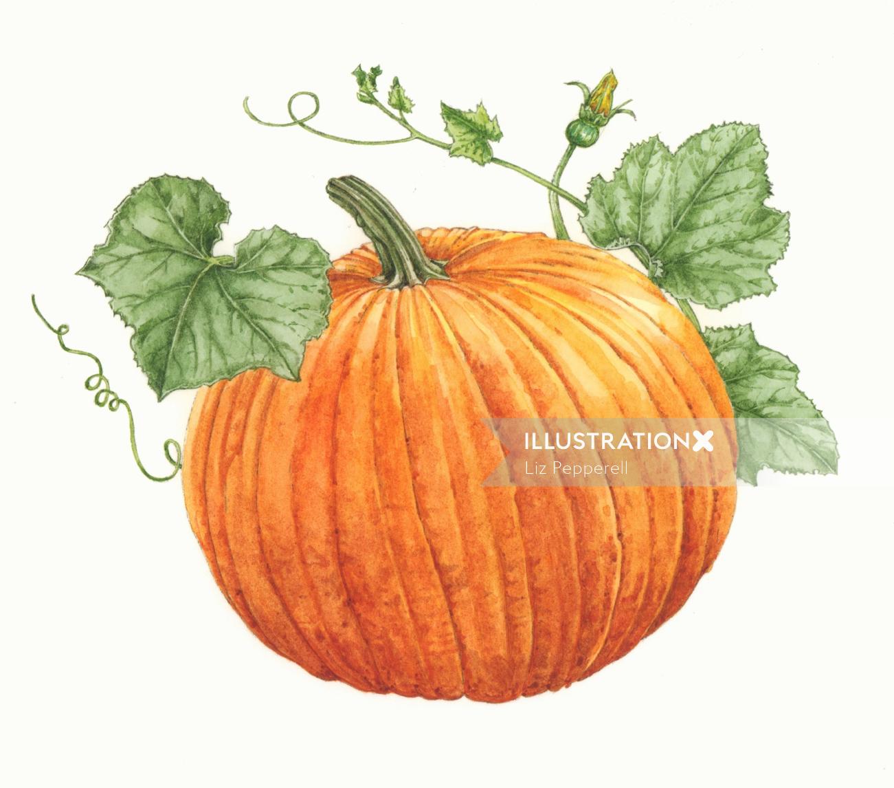 Watercolor painting of Pumpkin