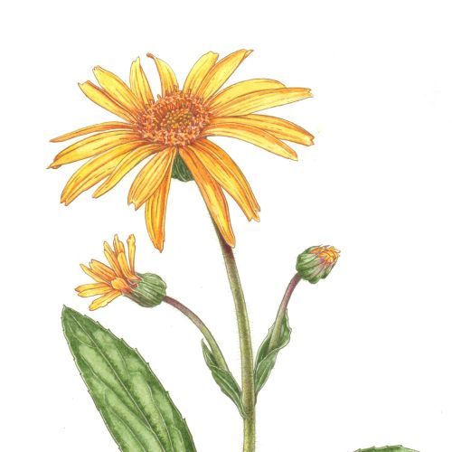 Nature illustration of arnica plants 