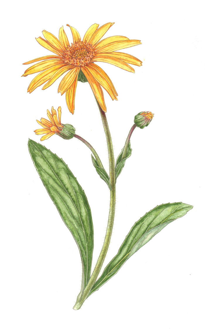 Nature illustration of arnica plants 