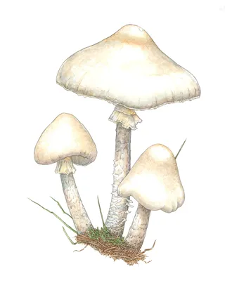 Destroying Angel toadstool illustration 