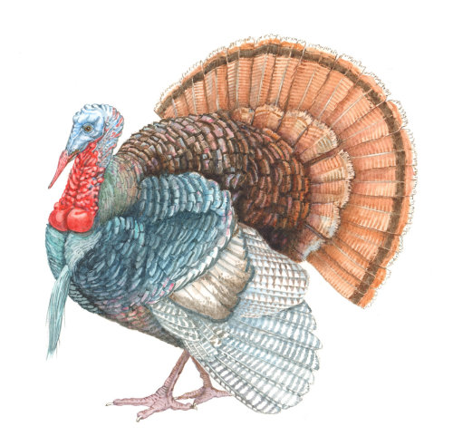 Turkey Gravy animal illustration 