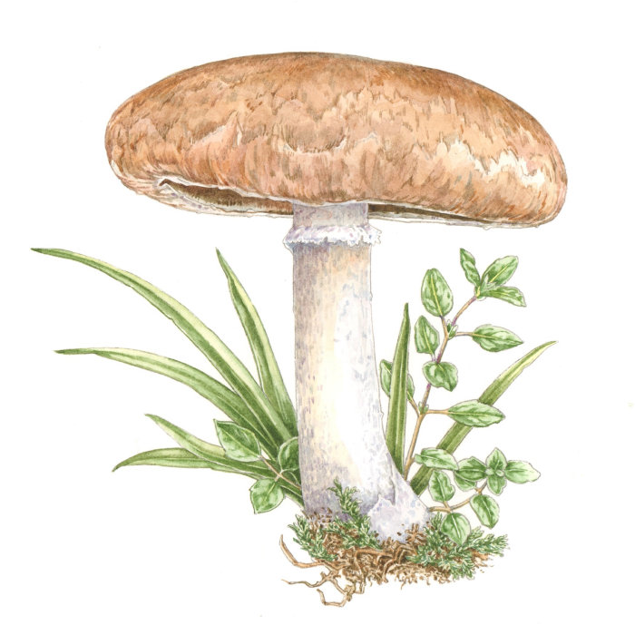 蘑菇肉汁水彩画