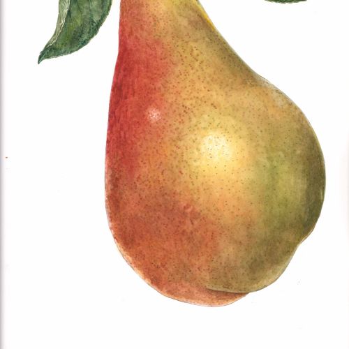 Watercolor illustration of pear fruit 