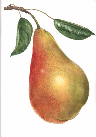 Ilustração em aquarela de fruta pera
