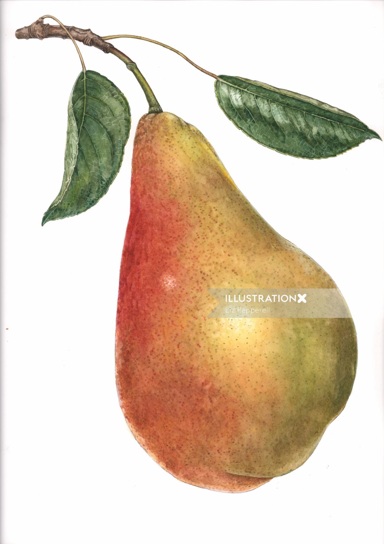 Watercolor illustration of pear fruit 