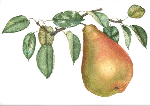 Ilustração alimentar de pera europeia