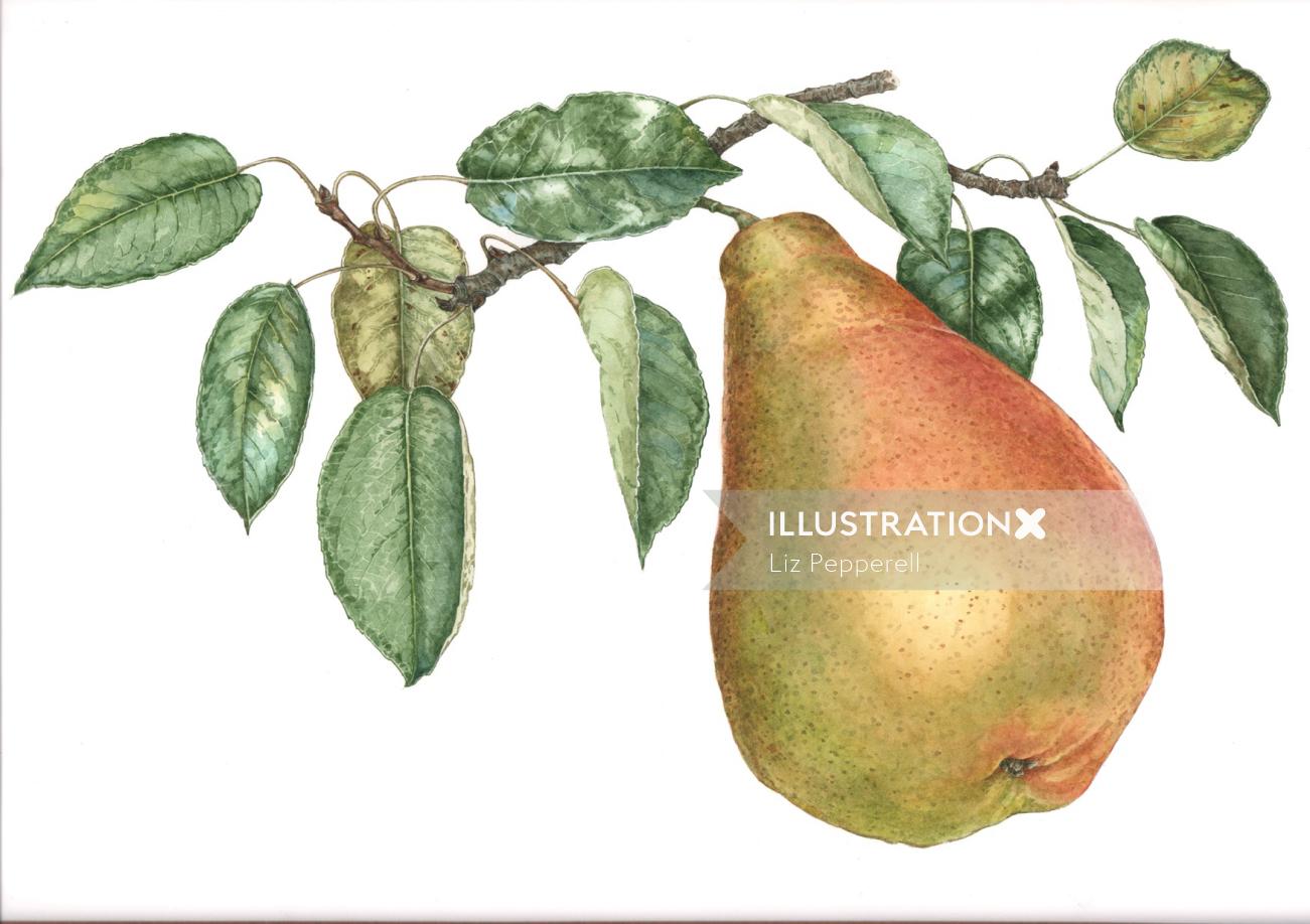 Food illustration of European Pear